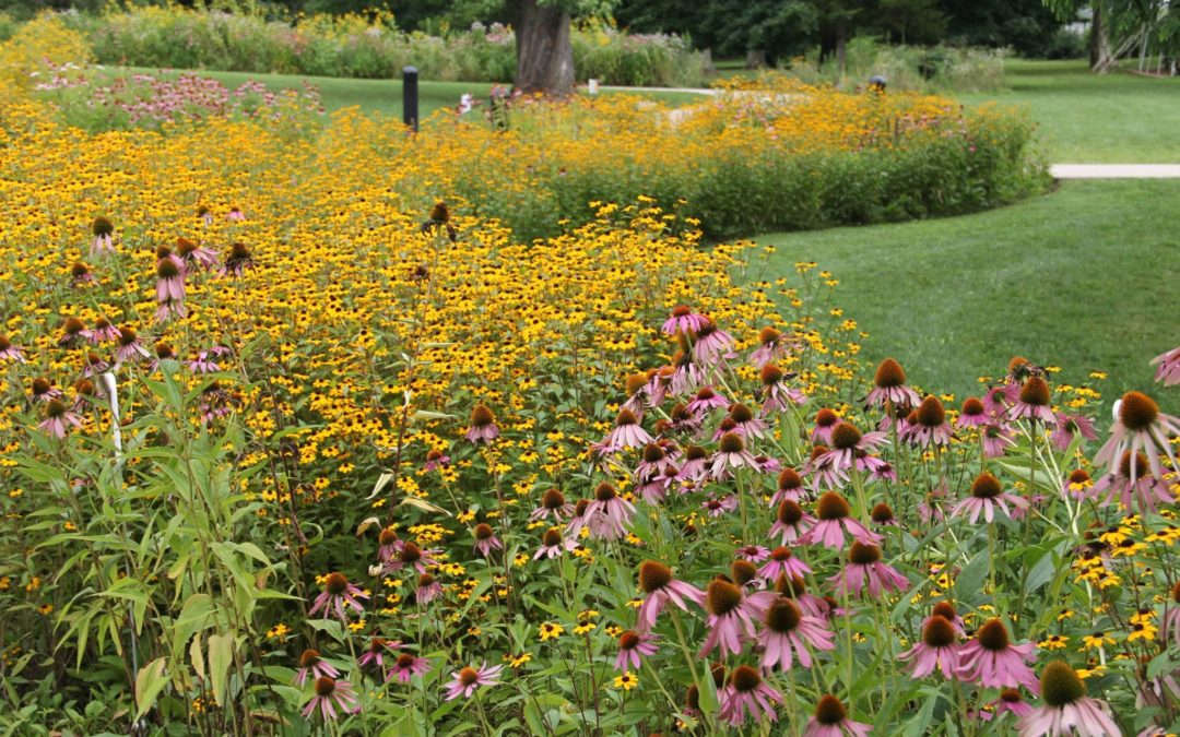 How to Make a Rain Garden