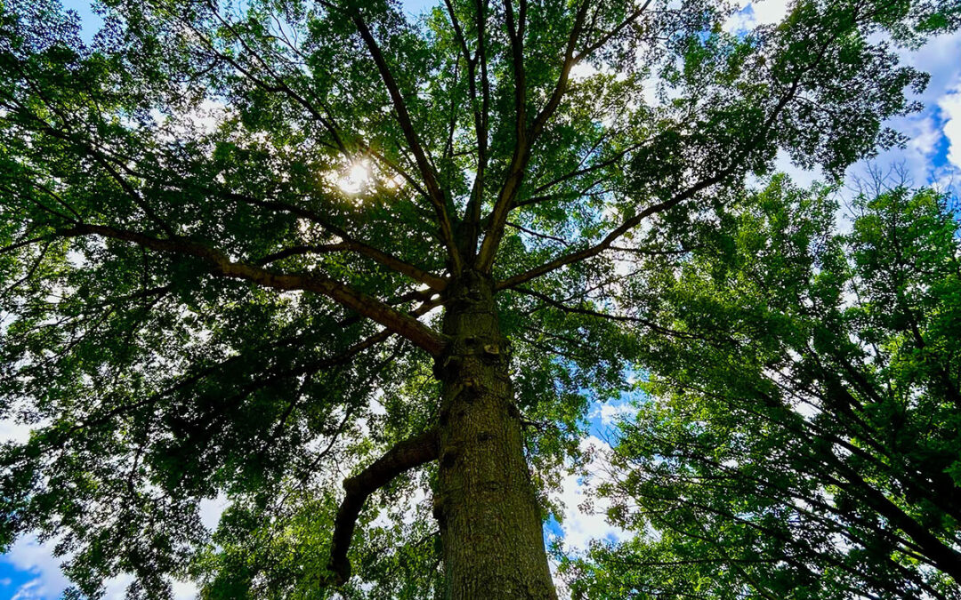 Spring Tree Photo Contest 2024